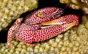 "I am NOT budging!"   coral crab. by Larissa Roorda 